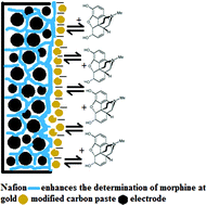 Graphical abstract: Determination of morphine at gold nanoparticles/Nafion® carbon paste modified sensor electrode