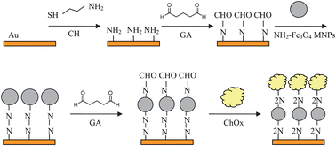 Graphical abstract: A sensitive choline biosensor using Fe3O4 magnetic nanoparticles as peroxidase mimics