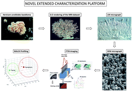 Graphical abstract: Morphological and tissue characterization of the medicinal fungus Hericium coralloides by a structural and molecular imaging platform