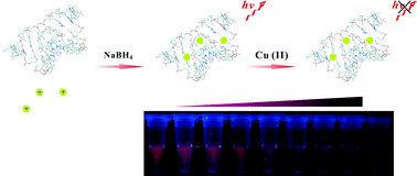 Graphical abstract: Label-free fluorescent detection of copper(ii) using DNA-templated highly luminescent silver nanoclusters