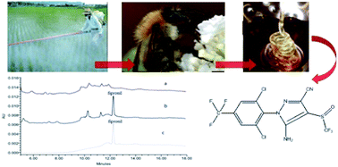 Graphical abstract: Comparison of dispersive liquid–liquid microextraction and the modified QuEChERS method for the determination of fipronil in honey by high performance liquid chromatography with diode-array detection