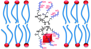 Graphical abstract: Cholate-derived amphiphilic molecular baskets as glucose transporters across lipid membranes