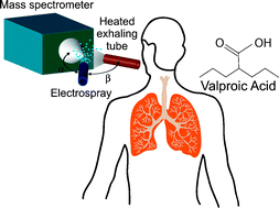 Graphical abstract: Real-time, in vivo monitoring and pharmacokinetics of valproic acidvia a novel biomarker in exhaled breath