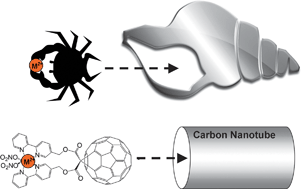Graphical abstract: Encapsulation of transition metal atoms into carbon nanotubes: a supramolecular approach