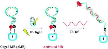 Graphical abstract: Caged molecular beacons: controlling nucleic acid hybridization with light