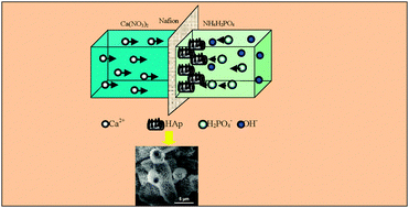 Graphical abstract: Sea cucumber-like hydroxyapatite: cation exchange membrane-assisted synthesis and its application in ultra-sensitive heavy metal detection