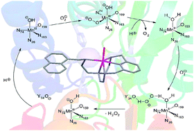Graphical abstract: Manganese(ii) complexes of scorpiand-like azamacrocycles as MnSOD mimics