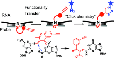 Graphical abstract: Pin-point chemical modification of RNA with diverse molecules through the functionality transfer reaction and the copper-catalyzed azide–alkyne cycloaddition reaction