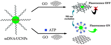 Graphical abstract: Efficient fluorescence resonance energy transfer between upconversion nanophosphors and graphene oxide: a highly sensitive biosensing platform