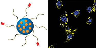 Graphical abstract: Folic acid-functionalized two-photon absorbing nanoparticles for targeted MCF-7 cancer cell imaging