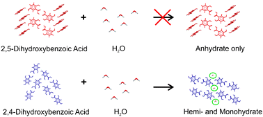 Graphical abstract: Which, if any, hydrates will crystallise? Predicting hydrate formation of two dihydroxybenzoic acids