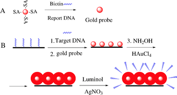 Graphical abstract: Ultrasensitive and selective DNA detection by hydroxylamine assisted gold nanoparticle amplification