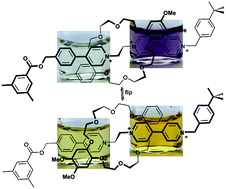 Graphical abstract: Colour coding the co-conformations of a [2]rotaxane flip-switch