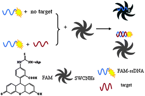 Graphical abstract: Nucleic acid detection using single-walled carbon nanohorns as a fluorescent sensing platform