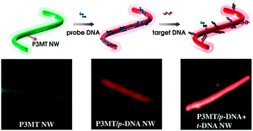 Graphical abstract: DNA detection using a light-emitting polymer single nanowire