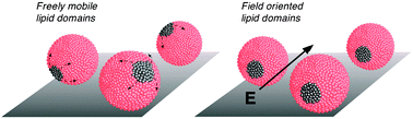 Graphical abstract: Orienting lipid domains in giant vesicles using an electric field