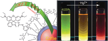 Graphical abstract: Detection of toxic mercury ions using a ratiometric CdSe/ZnS nanocrystal sensor