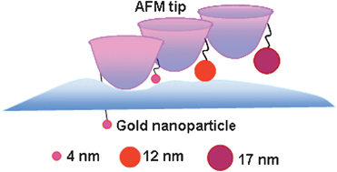 Graphical abstract: Size-dependent endocytosis of single gold nanoparticles
