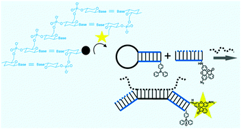 Graphical abstract: Homo-DNA templated chemistry and its application to nucleic acid sensing