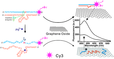 Graphical abstract: Metal ion-modulated graphene-DNAzyme interactions: design of a nanoprobe for fluorescent detection of lead(ii) ions with high sensitivity, selectivity and tunable dynamic range