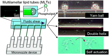 Graphical abstract: Fluidic shear-assisted formation of actuating multilamellar lipid tubes using microfabricated nozzle array device
