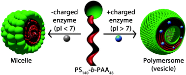 Graphical abstract: Induced polymersome formation from a diblock PS-b-PAA polymervia encapsulation of positively charged proteins and peptides
