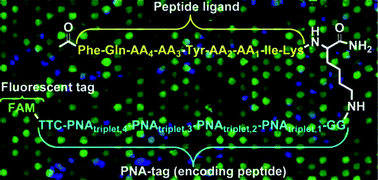 Graphical abstract: Encoded peptide libraries and the discovery of new cell binding ligands