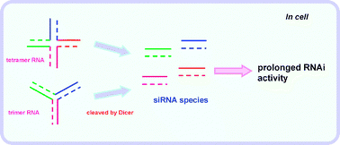 Graphical abstract: Branched RNA nanostructures for RNA interference