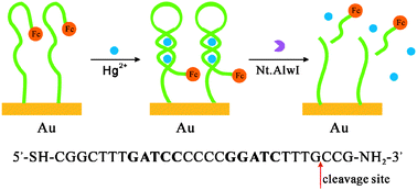 Graphical abstract: Triggered activity of a nicking endonuclease for mercuric(ii) ion-mediated duplex-like DNA cleavage