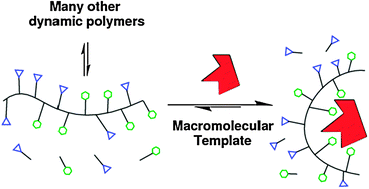 Graphical abstract: Templating a polymer-scaffolded dynamic combinatorial library