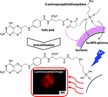 Graphical abstract: Immobilization of folic acid on Eu3+-doped nanoporous silica spheres