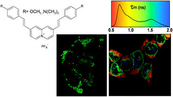 Graphical abstract: A V-shaped cationic dye for nonlinear optical bioimaging