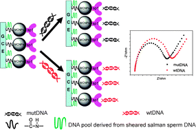 Graphical abstract: Carbon nanospheres for highly sensitive electrochemical detection of sequence-specific protein–DNA interactions