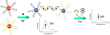 Graphical abstract: A highly selective and sensitive on–off sensor for silver ions and cysteine by light scattering technique of DNA-functionalized gold nanoparticles