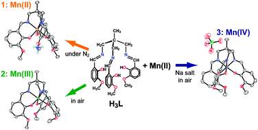 Graphical abstract: A single tripodal ligand stabilizing three different oxidation states (II, III, and IV) of manganese