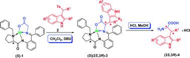 Graphical abstract: Highly diastereo- and enantioselective synthesis of syn-β-substituted tryptophans via asymmetric Michael addition of a chiral equivalent of nucleophilic glycine and sulfonylindoles