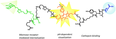 Graphical abstract: Targeted pH-dependent fluorescent activity-based cathepsin probes