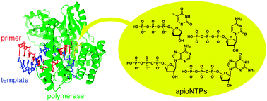 Graphical abstract: Highly efficient enzymatic synthesis of 3′-deoxyapionucleic acid (apioNA) having the four natural nucleobases