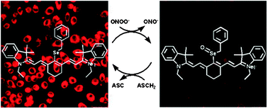 Graphical abstract: A near-infrared reversible fluorescent probe for peroxynitrite and imaging of redox cycles in living cells
