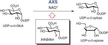 Graphical abstract: A fluoro analogue of UDP-α-d-glucuronic acid is an inhibitor of UDP-α-d-apiose/UDP-α-d-xylose synthase