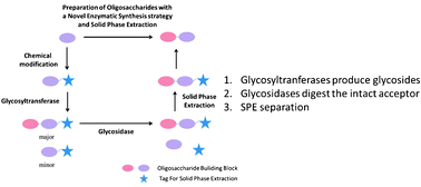 Graphical abstract: Preparation of oligosaccharides by homogenous enzymatic synthesis and solid phase extraction