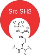 Graphical abstract: A phosphoarginine containing peptide as an artificial SH2 ligand