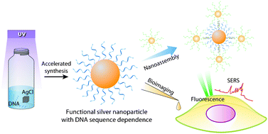 Graphical abstract: Inspiration from chemical photography: accelerated photoconversion of AgCl to functional silver nanoparticles mediated by DNA