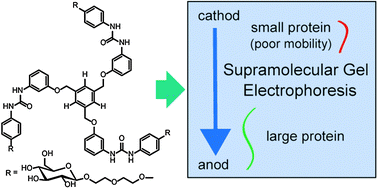 Graphical abstract: Separation of proteins using supramolecular gel electrophoresis