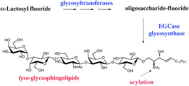 Graphical abstract: Glycosphingolipid synthesis employing a combination of recombinant glycosyltransferases and an endoglycoceramidase glycosynthase