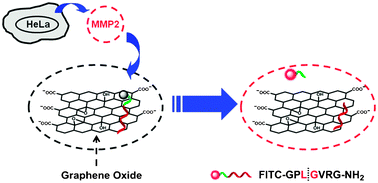 Graphical abstract: A graphene oxide–peptide fluorescence sensor tailor-made for simple and sensitive detection of matrix metalloproteinase 2