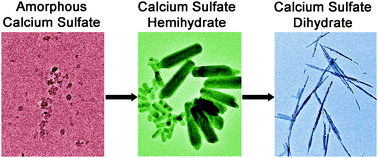 Graphical abstract: A new precipitation pathway for calcium sulfate dihydrate (gypsum) via amorphous and hemihydrate intermediates