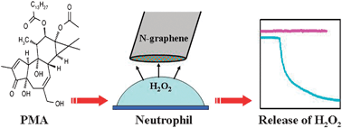Graphical abstract: Enhancing the electrochemical reduction of hydrogen peroxide based on nitrogen-doped graphene for measurement of its releasing process from living cells
