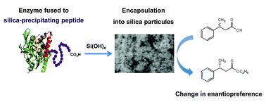 Graphical abstract: Alteration of enzyme activity and enantioselectivity by biomimetic encapsulation in silica particles