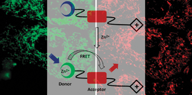 Graphical abstract: A FRET-based indicator for imaging mitochondrial zinc ions